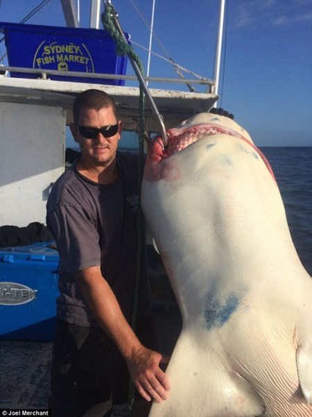 澳洲情侣捕获200公斤公牛鲨被批“凶手”