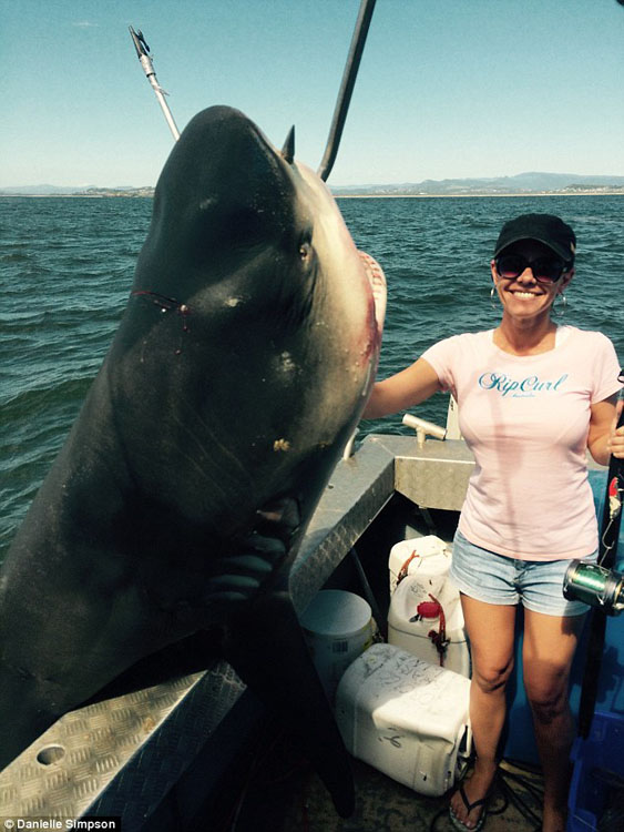 澳洲情侣捕获400斤公牛鲨