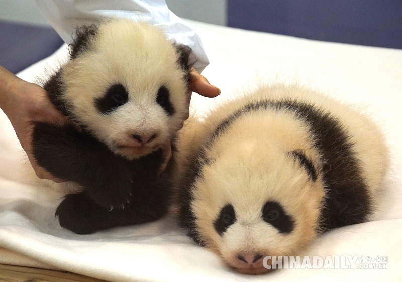 日本和歌山双胞胎熊猫宝宝名字终敲定：樱滨与桃滨