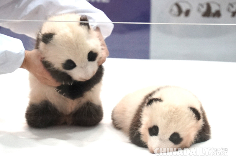 日本和歌山双胞胎熊猫宝宝名字终敲定：樱滨与桃滨