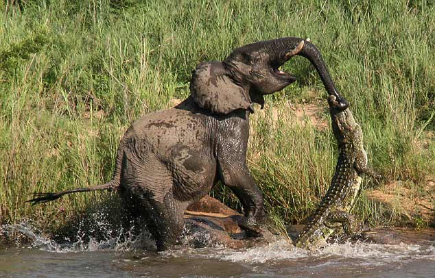 大象喝水时被鳄鱼咬住鼻子