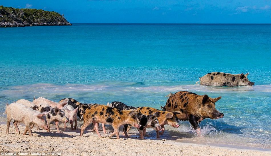 野生小猪成群畅游加勒比海成风景