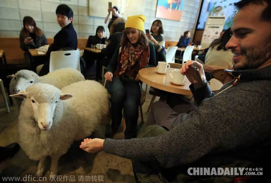 绵羊坐镇韩国首尔咖啡馆 游走餐桌卖萌求宠