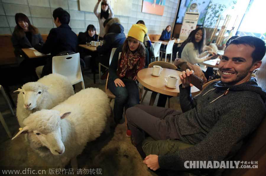 绵羊坐镇韩国首尔咖啡馆 游走餐桌卖萌求宠