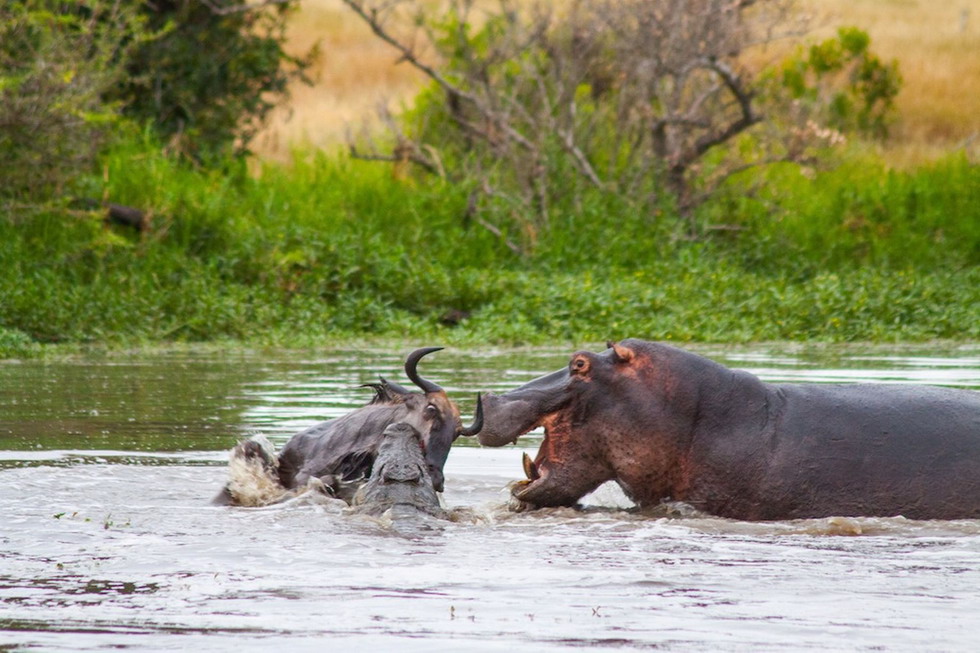 南非河中爆发动物大战 河马帮鳄鱼杀戮牛羚(高清组图)