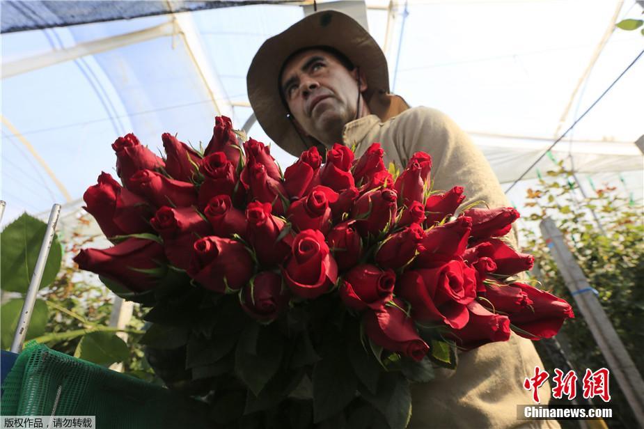 哥伦比亚花农为情人节备花：彩虹玫瑰唯美浪漫