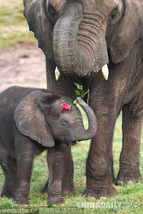 情人节驾到！英国小象向妈妈献玫瑰花