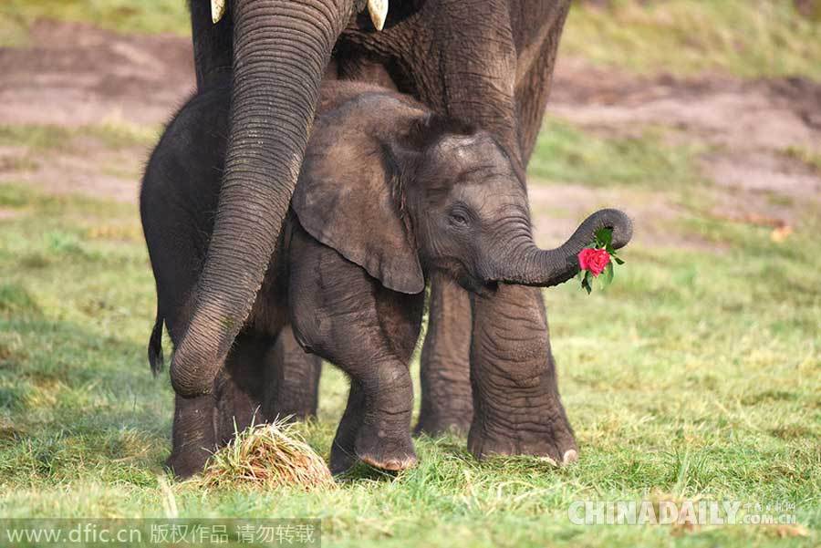 情人节驾到！英国小象向妈妈献玫瑰花