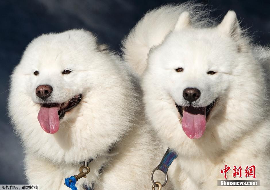 德国举行雪橇犬大赛 萌狗卖力跨越森林