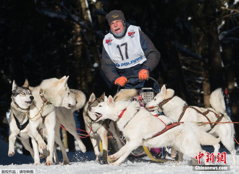 德国举行雪橇犬大赛 萌狗卖力跨越森林