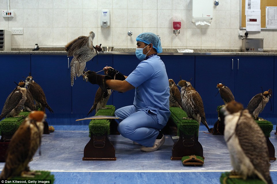阿联酋：探访阿布扎比的奢华猎鹰医院