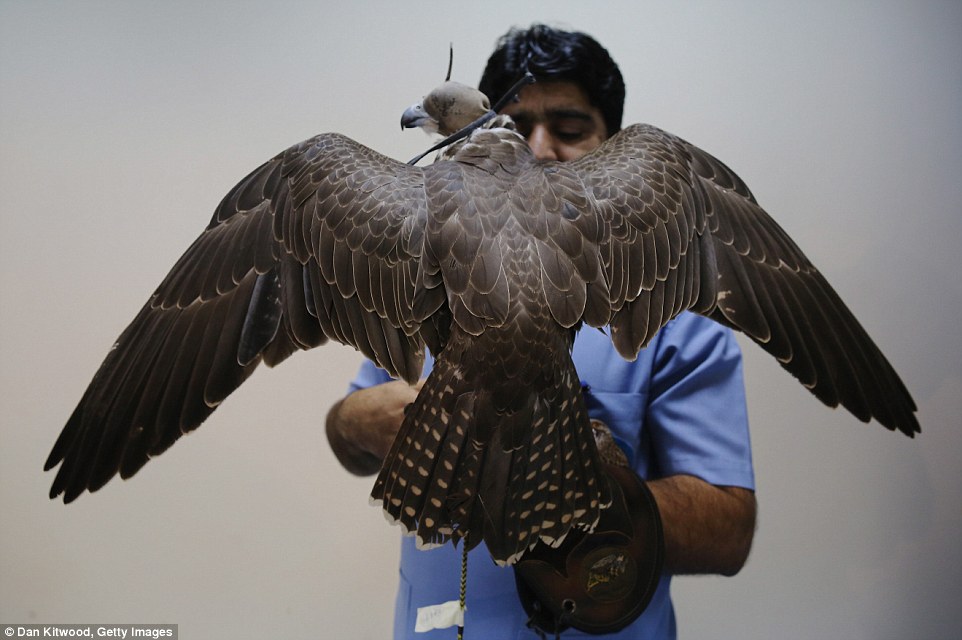 阿联酋：探访阿布扎比的奢华猎鹰医院