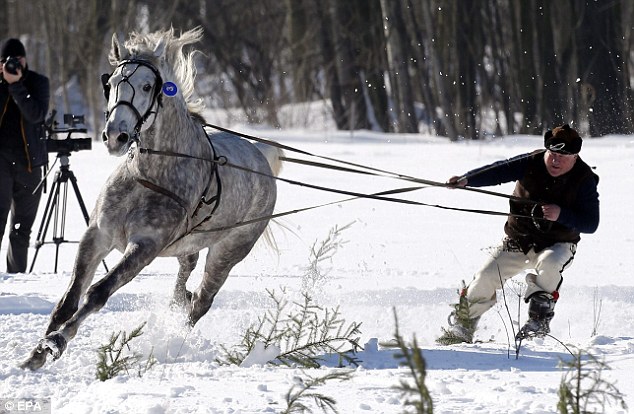 波兰雪橇赛马 驰骋在雪地上的激情
