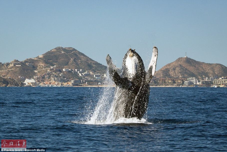 摄影师抓拍鲸鱼在海中打招呼