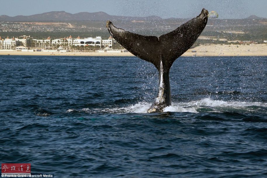 摄影师抓拍鲸鱼在海中打招呼