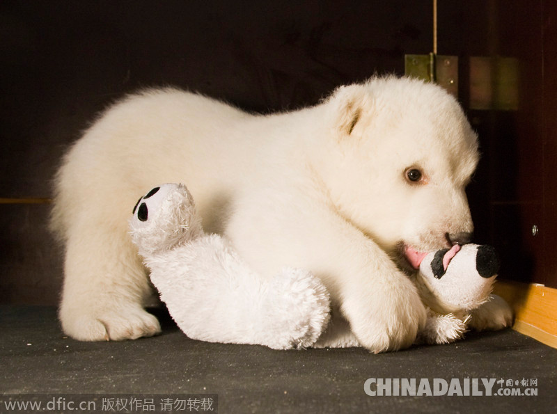 国际北极熊日：看看冰雪世界最呆萌的可爱生灵