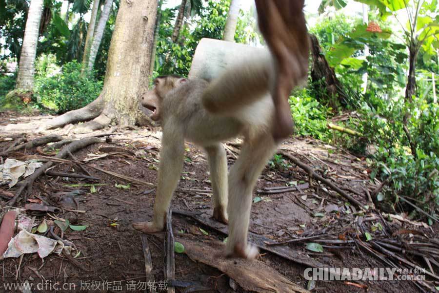 印尼“功夫猴子”拳打脚踢抗议摄影师偷拍