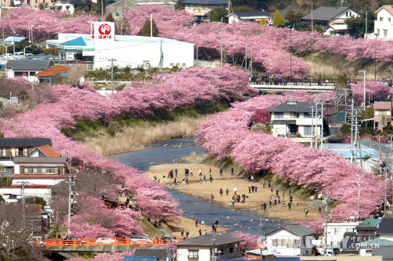 樱花节将至 日本河津樱花灿烂绽放异常美丽