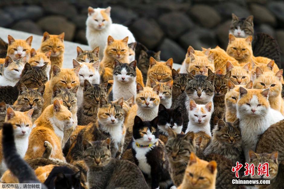 日本爱媛猫之岛掠影 喵星人成群结队统治小岛