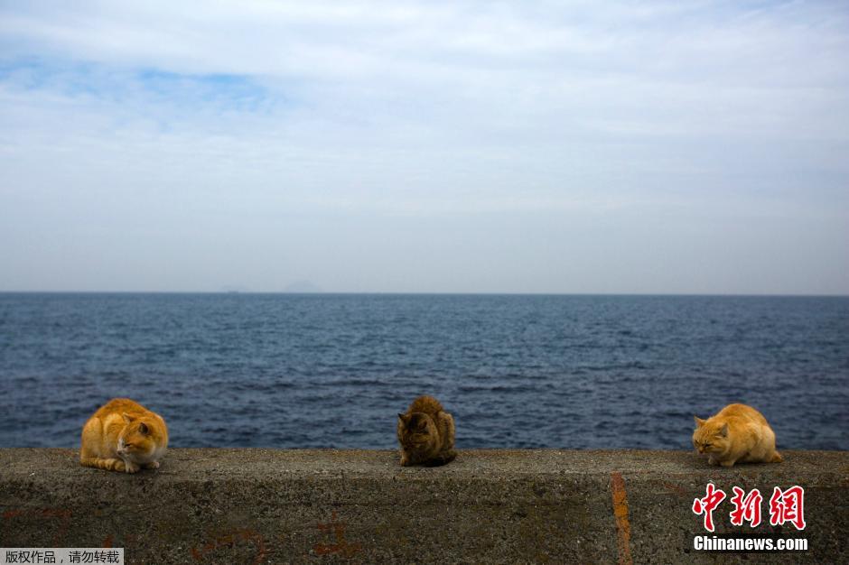日本爱媛猫之岛掠影 喵星人成群结队统治小岛