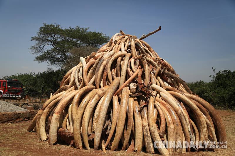 肯尼亚集中烧毁象牙 15吨走私象牙付之一炬