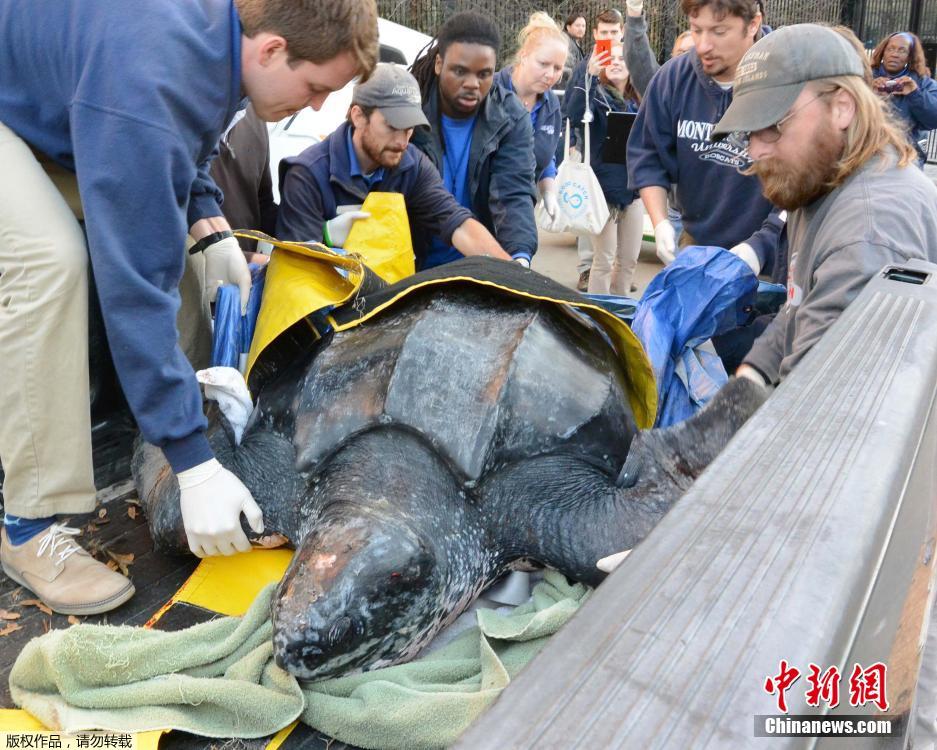 巨型海龟搁浅后患低血糖 救援人员为其治疗