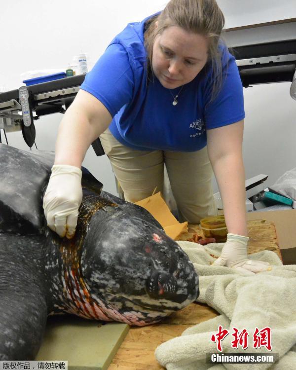 巨型海龟搁浅后患低血糖 救援人员为其治疗