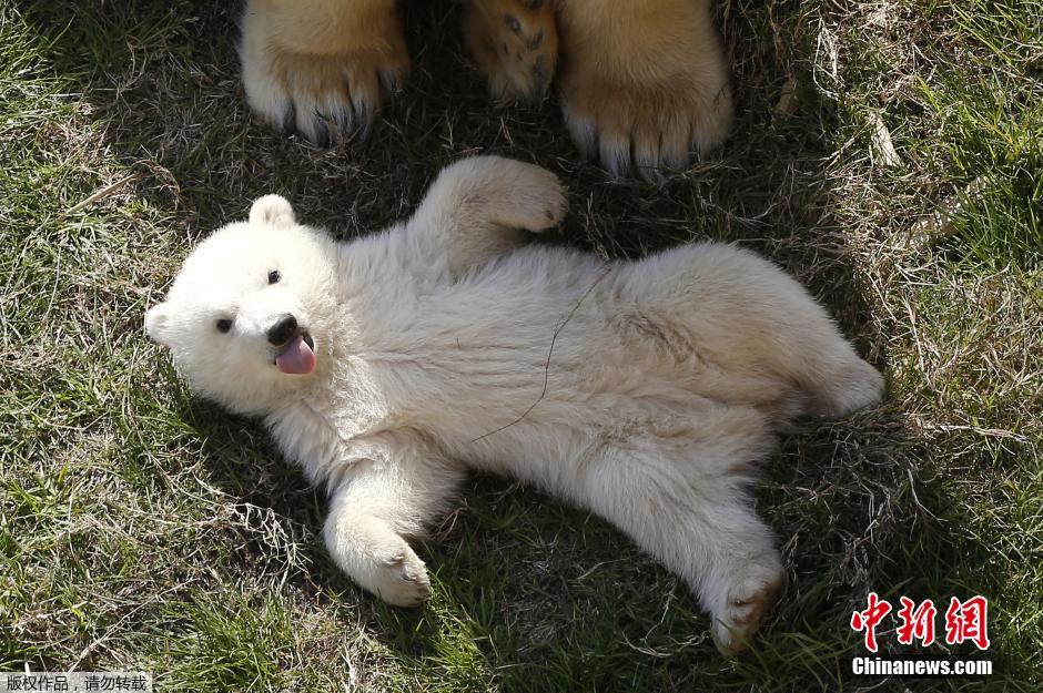 北极熊母子草地晒太阳 小熊对镜头吐舌打招呼
