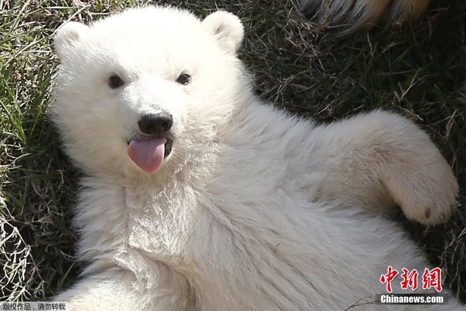 北极熊母子草地晒太阳 小熊对镜头吐舌打招呼