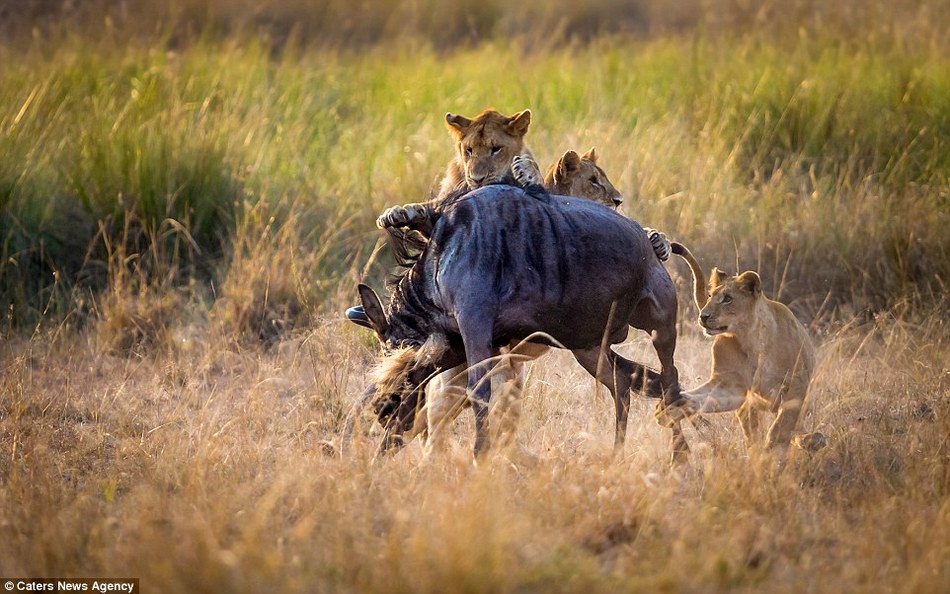 母狮教导幼师捕猎场景