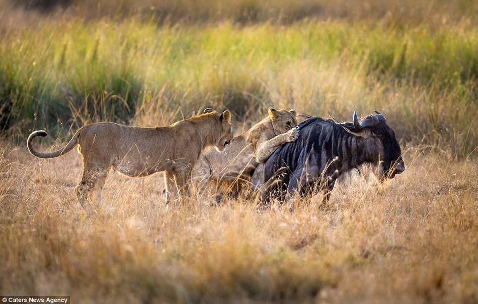 母狮教导幼师捕猎场景