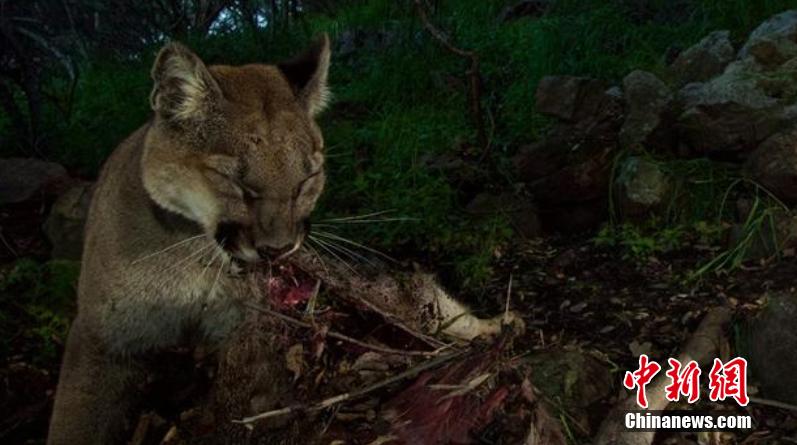 远程摄像头拍下狮子幼崽：撕咬食物 好奇看镜头