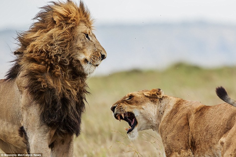 一只“怕老婆”的雄狮