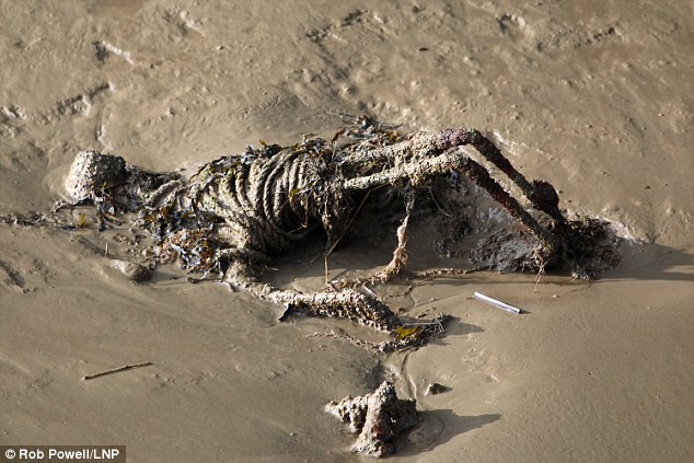 泰晤士河上现似骸骨垃圾 令人惊奇
