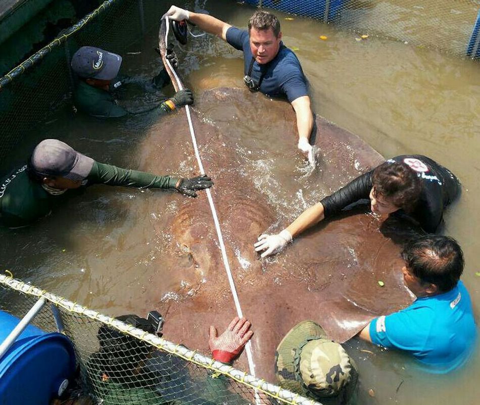 泰国捕获全球最大淡水鱼：需8人抬（高清大图）