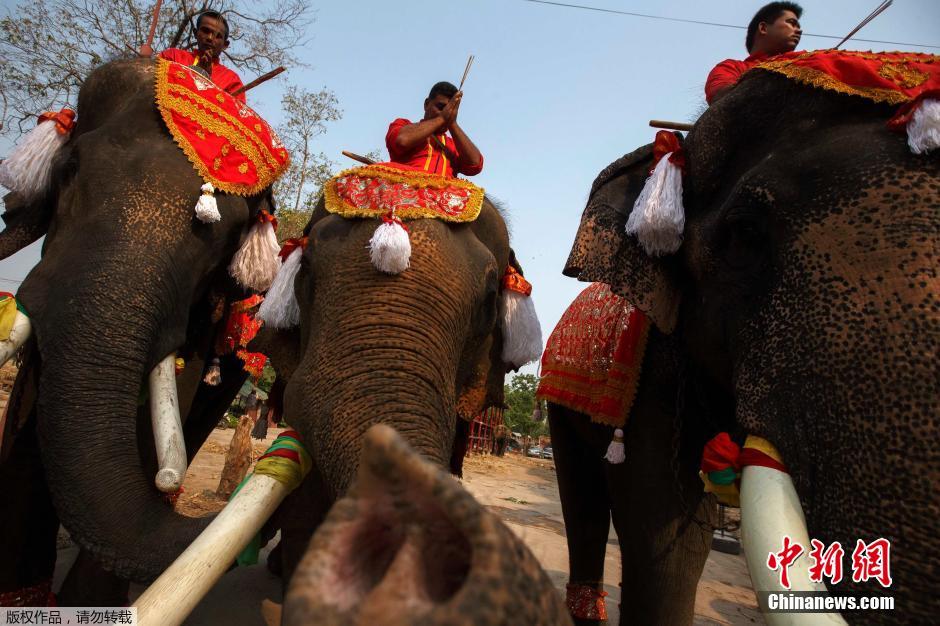 泰国大象共享自助水果盛宴 庆祝国家大象日