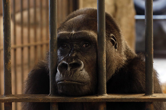 泰国“空中动物园”因环境恶劣关门：大猩猩被关27年