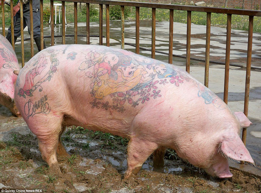 比利时艺术家为活猪文身 一张猪皮卖50万元天价