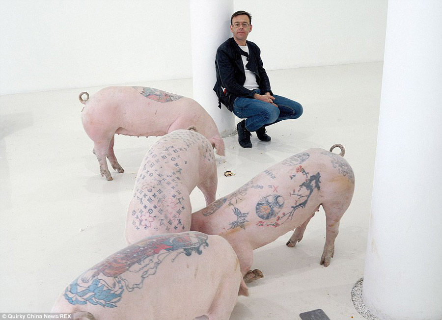 比利时艺术家为活猪文身 一张猪皮卖50万元天价