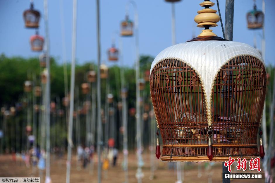 泰国举办鸟儿歌咏大赛 数百鸟儿一展歌喉