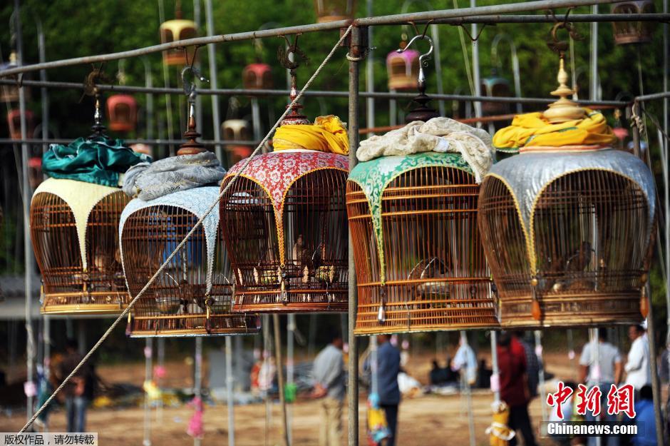泰国举办鸟儿歌咏大赛 数百鸟儿一展歌喉
