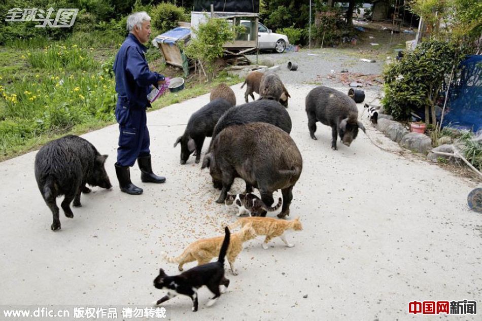 日本农民为动物留守核辐射区 誓死不离