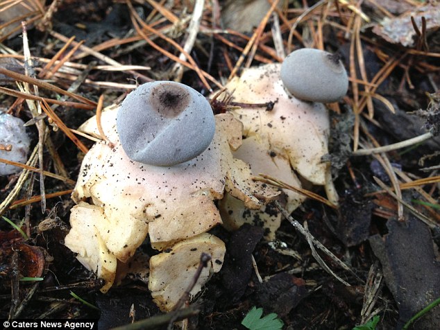 英国惊现小人形蘑菇 已被认定为新品种