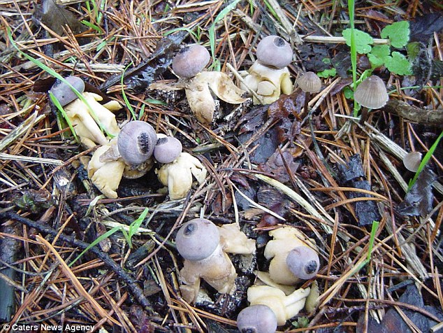 英国惊现小人形蘑菇 已被认定为新品种