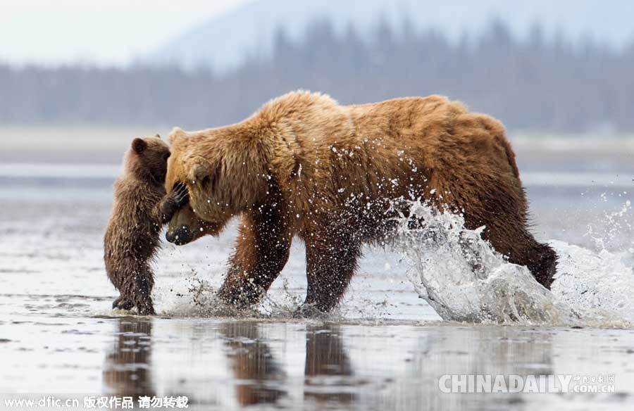 摄影师阿拉斯加拍摄棕熊一家 母子飞奔熊抱场