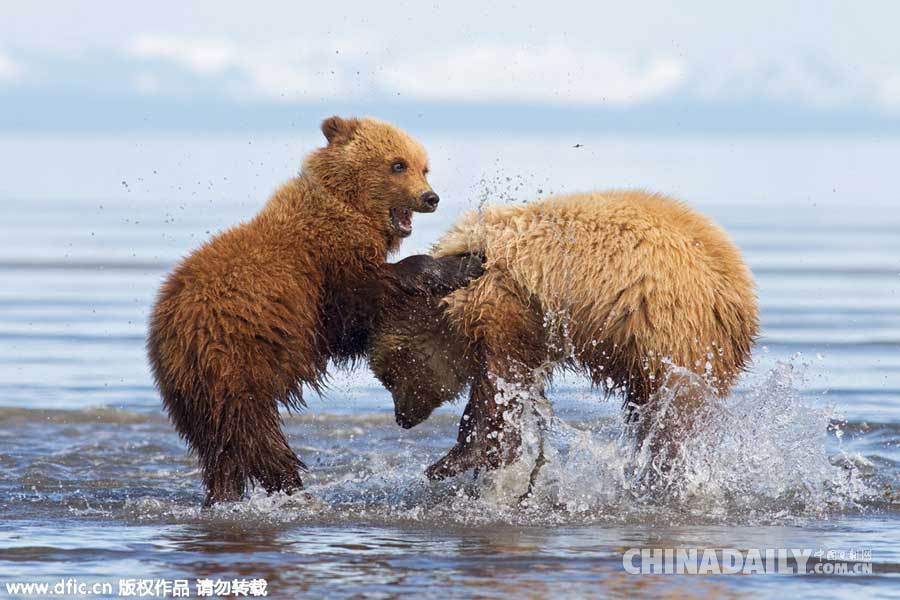 摄影师阿拉斯加拍摄棕熊一家 母子飞奔熊抱场