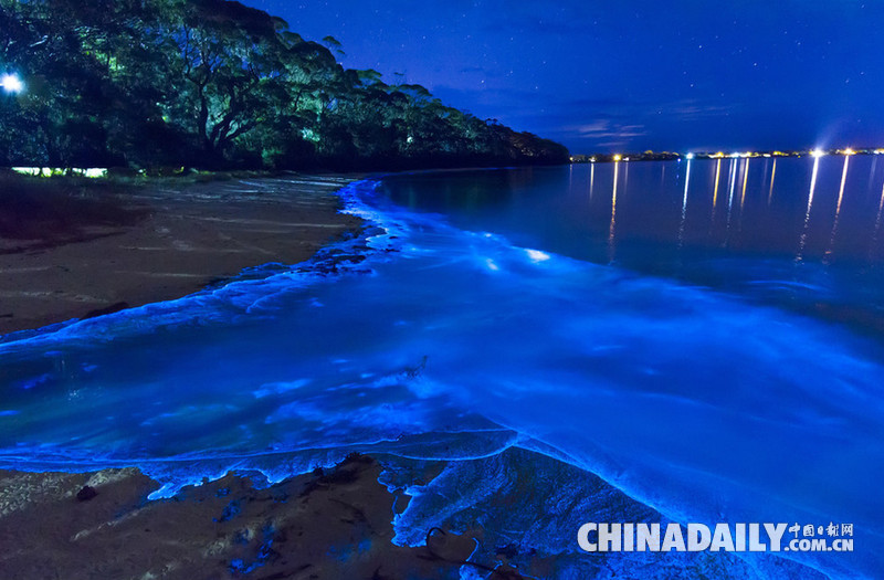 澳州查维斯湾海水闪烁蓝色幽光 景象迷幻如身处异境