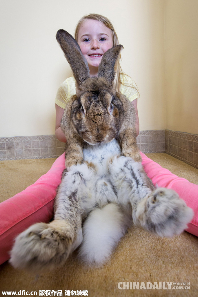 世界最大兔子身长1米2 或被其子超越（组图）