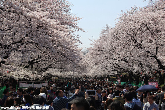 中国游客爆发式赏樱惊呆日本