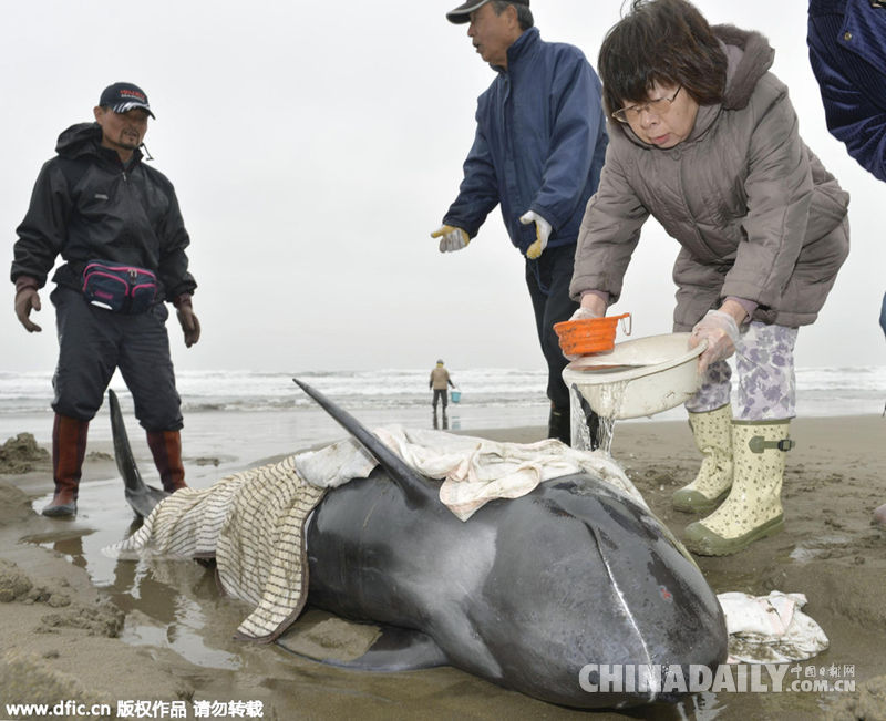日本海岸现150头搁浅瓜头鲸 民众洒水施救